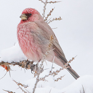 Great Rosefinch